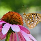 Aphrodite Fritillary